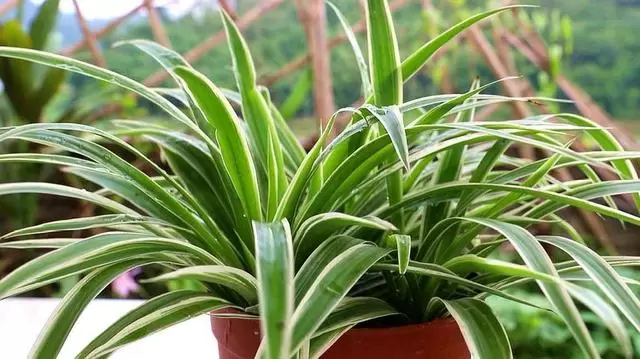 吊兰的种植及养护技巧