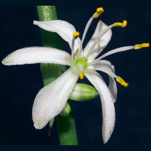 小花吊兰介绍
