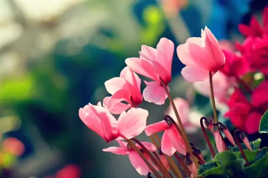 花草如何越冬？冬季养花技巧盘点