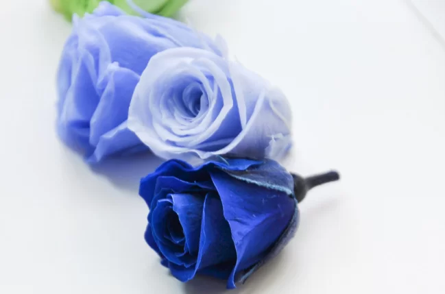 蓝色玫瑰的花语和寓意