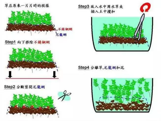 前景草的种植方法