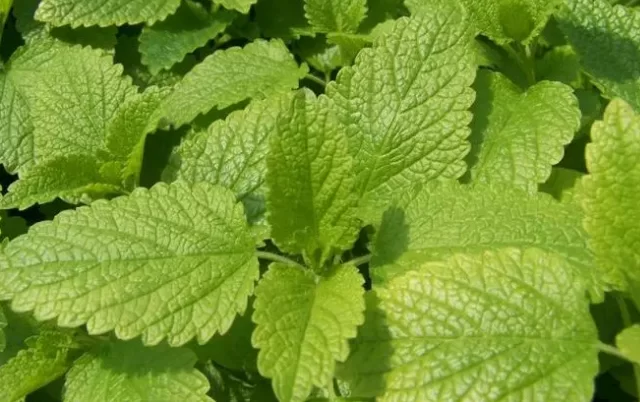 香蜂草是什么菜？香蜂草的营养价值及功效介绍