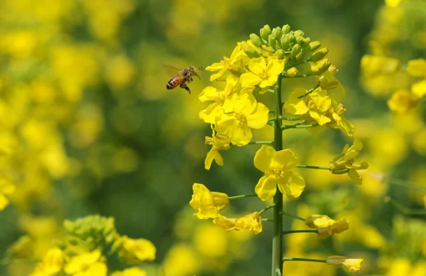 油菜花是什么菜？油菜花的营养价值及功效介绍