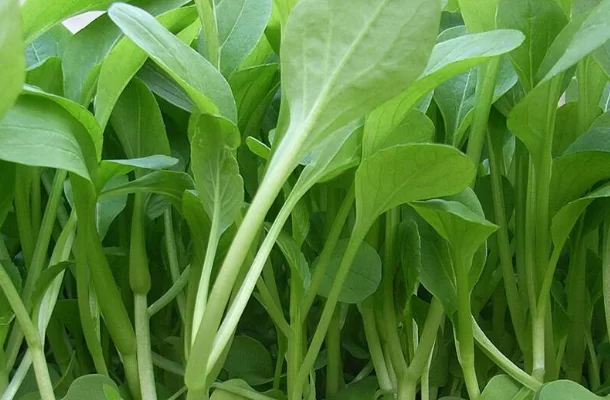 鸡毛菜是什么菜？鸡毛菜的营养价值及功效介绍