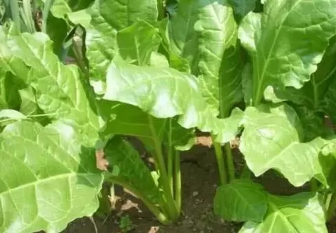叶菾菜是什么菜？叶菾菜的营养价值及功效介绍