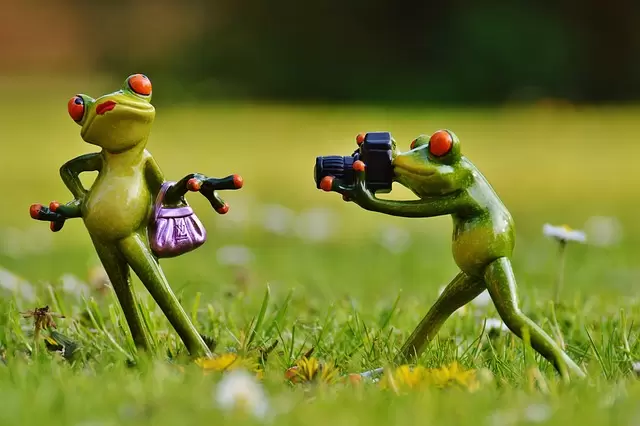 青蛙, 摄影师, 模型