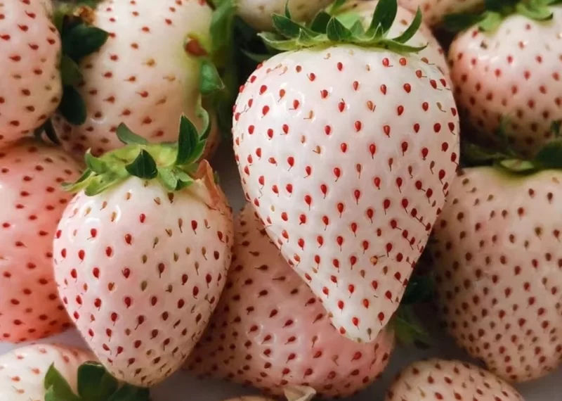 白草莓是转基因水果吗